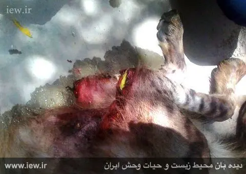 (فیلم) شکنجه بیرحمانه یک کفتار در رامهرمز