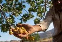 طلای شیرینی که روی درخت خشک می‌شود و جهان خریدار آن است