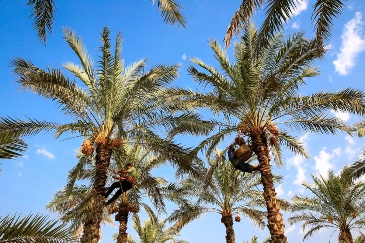 (تصاویر) برداشت رطب در دشتستان