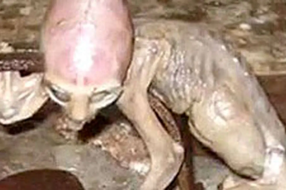عکس> کشف خزنده ای با سر انسان