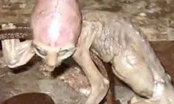 عکس> کشف خزنده ای با سر انسان