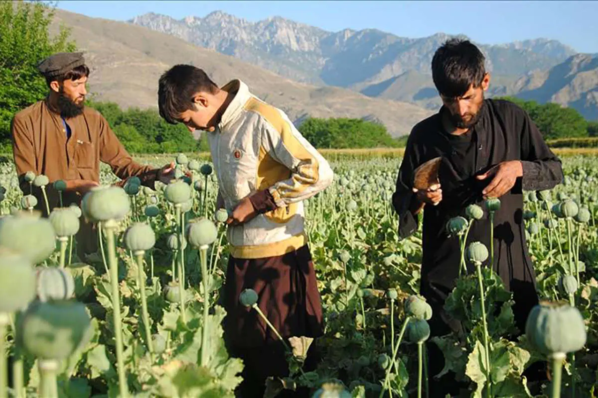 سناریوهای طالبان در مواجهه با بازار مواد مخدر