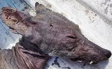 تصویری> سگ افسانه ای یا خون آشام