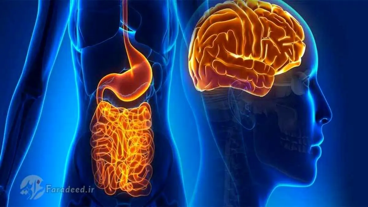 مغز اول انسان در سر است یا روده؟