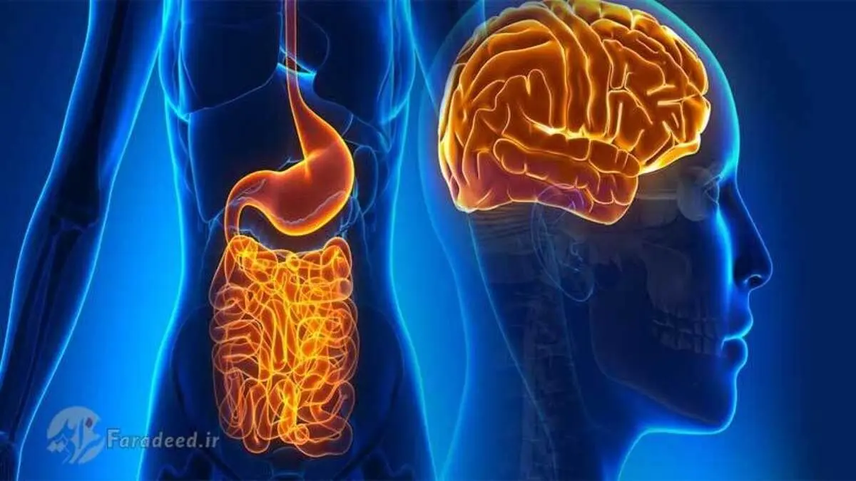 مغز اول انسان در سر است یا روده؟