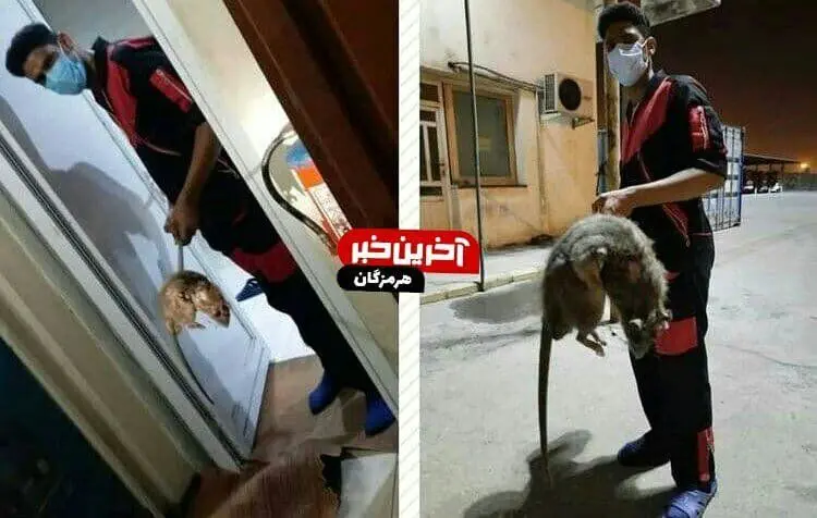 (تصویر) ماجرای موش عظیم الجثه و خبرساز در بندرعباس