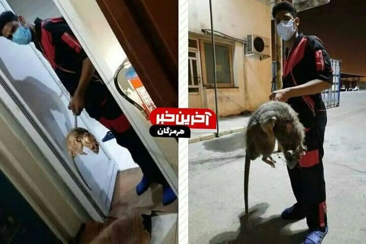 (تصویر) ماجرای موش عظیم الجثه و خبرساز در بندرعباس