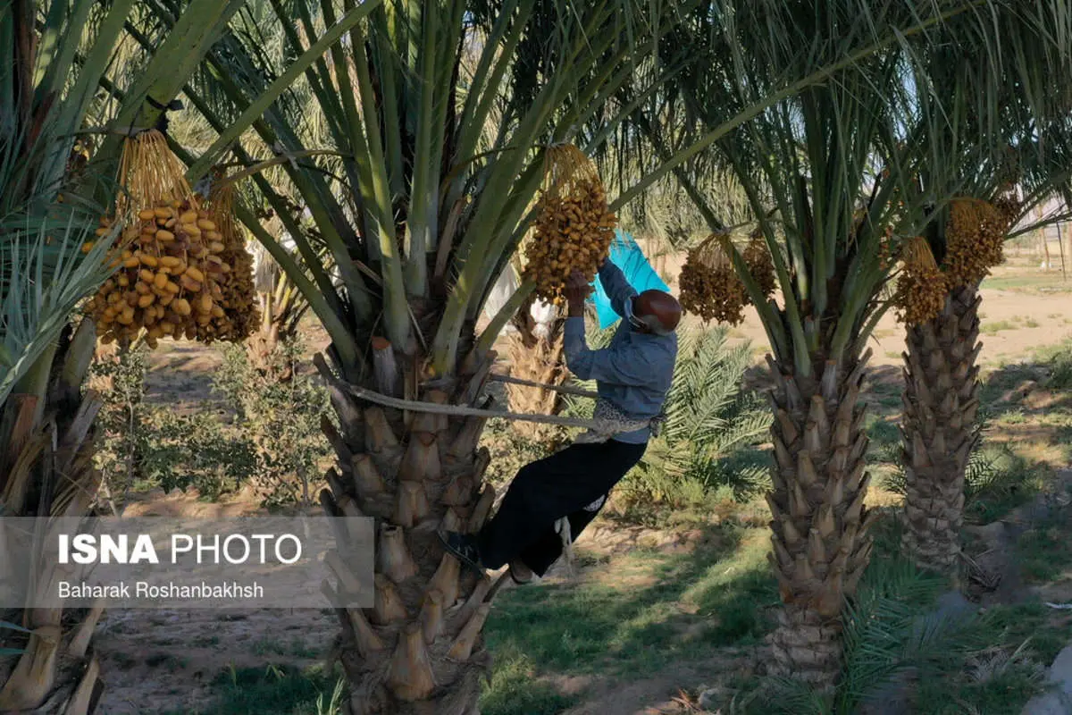 (تصاویر) برداشت خرما در نخلستانهای بافق