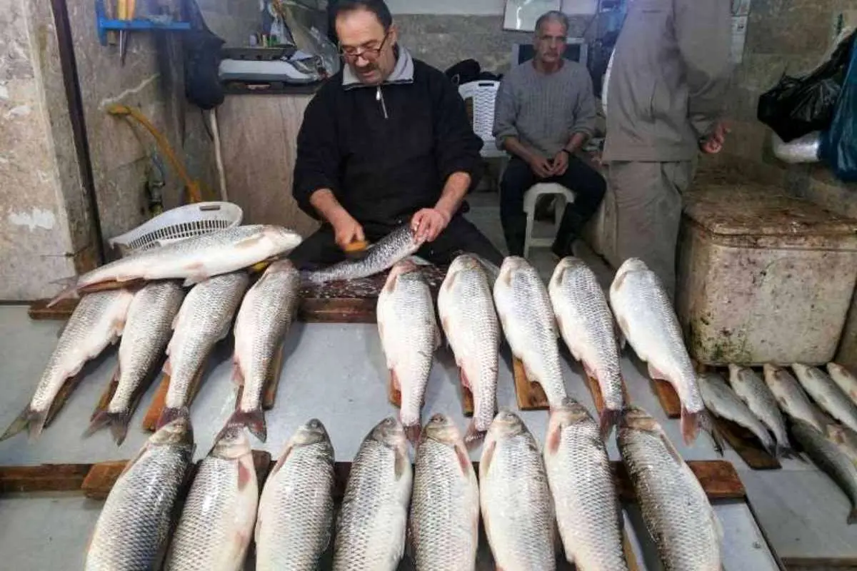 چرا ماهی گران شده است؟