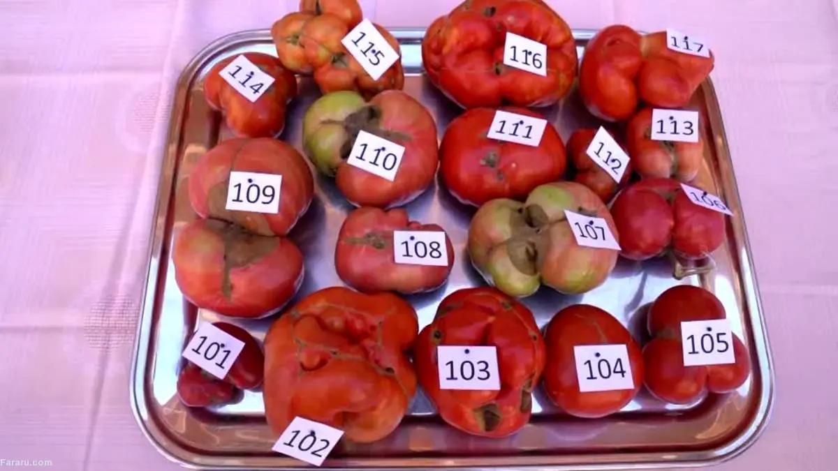 (ویدئو) جشنواره گوجه‌های بدترکیب!
