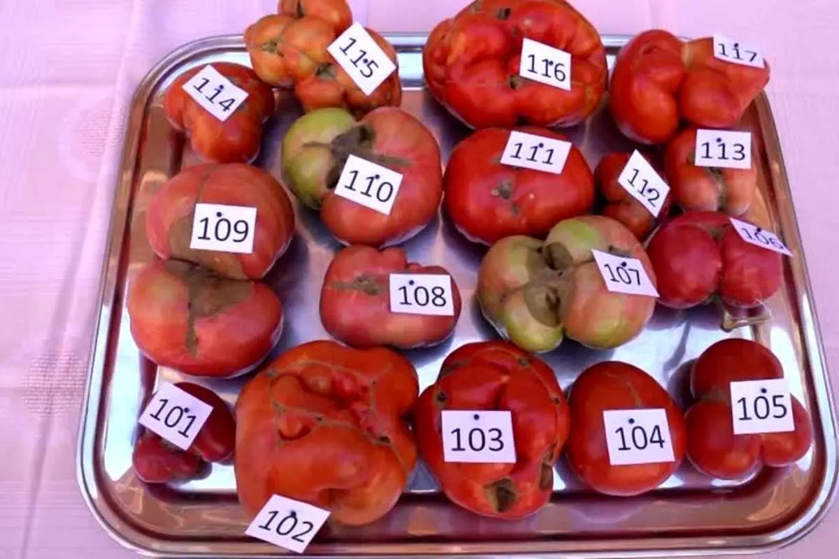 (ویدئو) جشنواره گوجههای بدترکیب!
