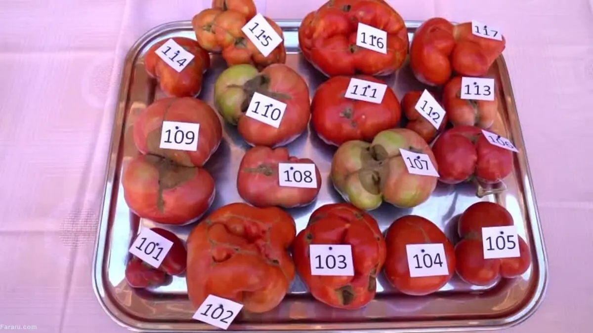 (ویدئو) جشنواره گوجه‌های بدترکیب!