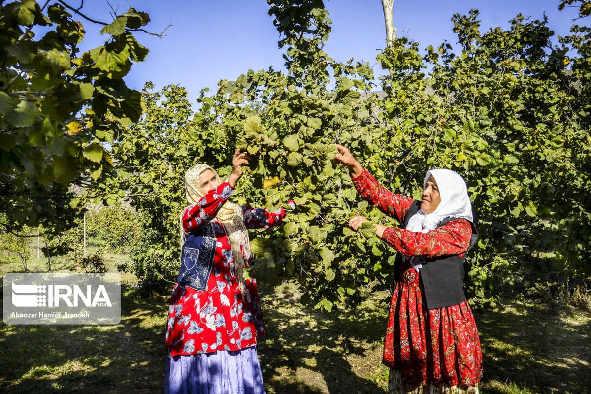 (تصاویر) برداشت فندق از باغهای کوهستانی گیلان