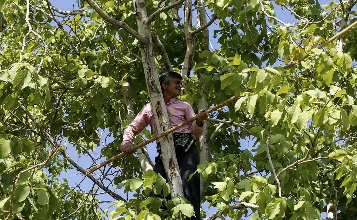 (تصاویر) آغاز برداشت گردو از باغات دهاقان