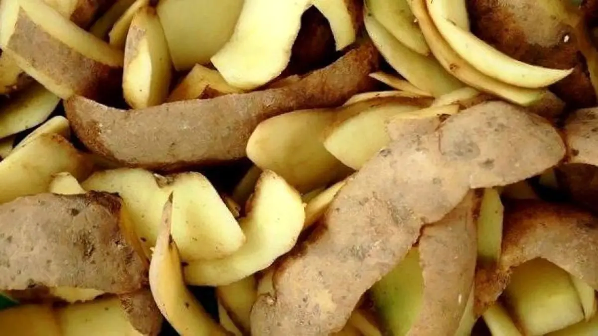 پوست سیب‌زمینی را دور نریزید