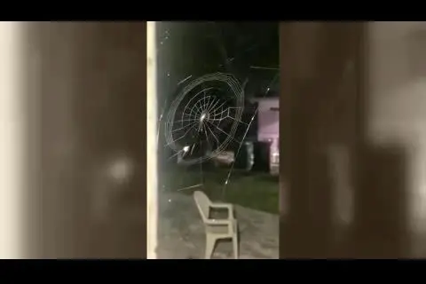 (ویدئو) تایم‌لپس بافت تار عنکبوت!