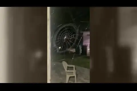 (ویدئو) تایم‌لپس بافت تار عنکبوت!