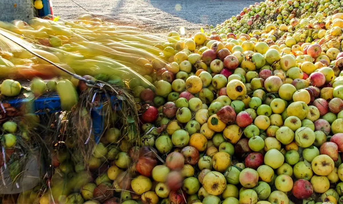 تصاویری عجیب از سیب‌های تلنبار شده کنار جاده