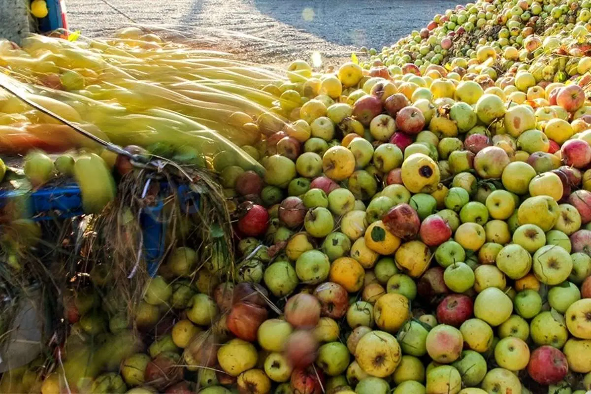 تصاویری عجیب از سیب‌های تلنبار شده کنار جاده