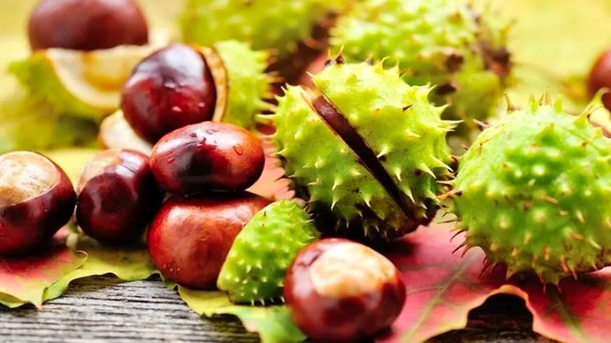 معجزه شاه بلوط در سلامت عروق