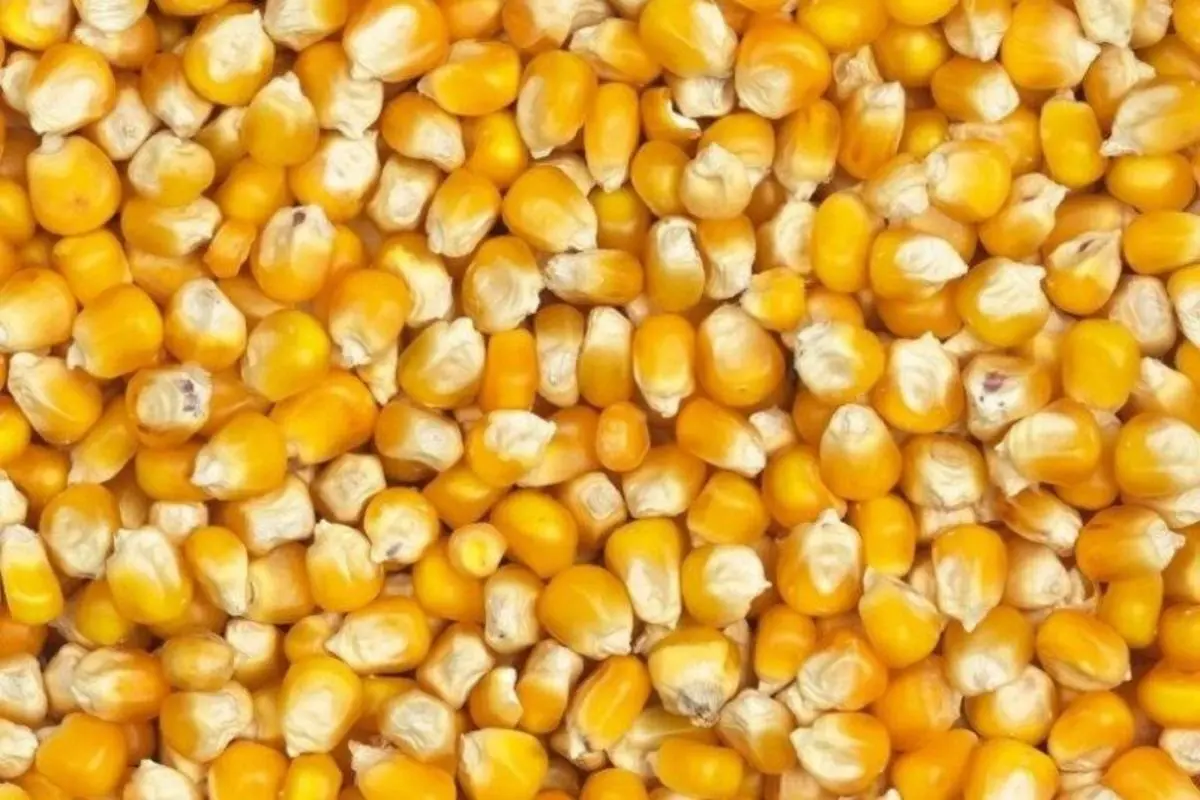 تکرار دوباره ماجرای ذرت‌های آلوده