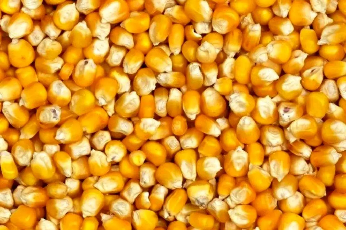 تکرار دوباره ماجرای ذرتهای آلوده