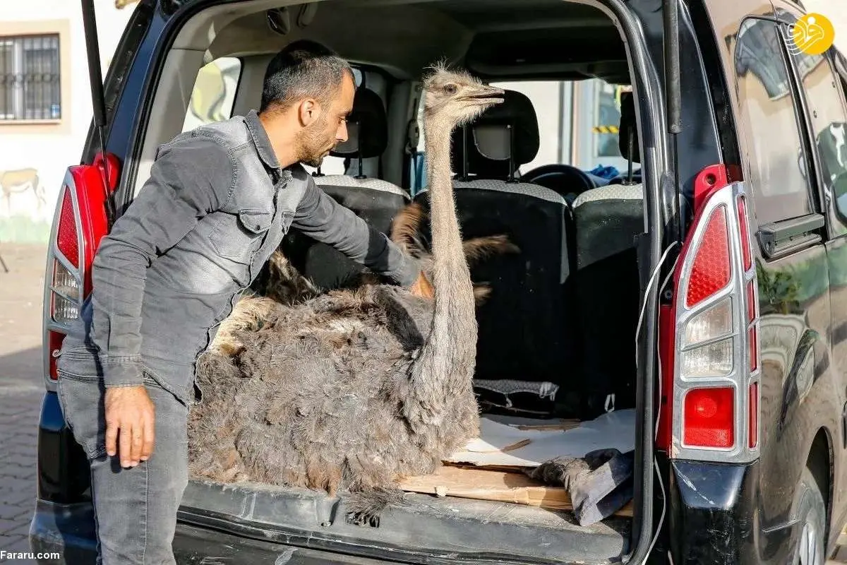 (تصاویر) خارج کردن چاقو و فندق از معده شترمرغ!