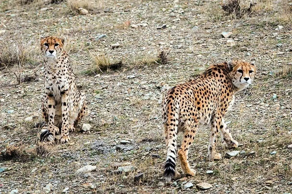 (ویدئو) یوزپلنگهای ایرانی پس از مدتها بیخبری آفتابی شدند