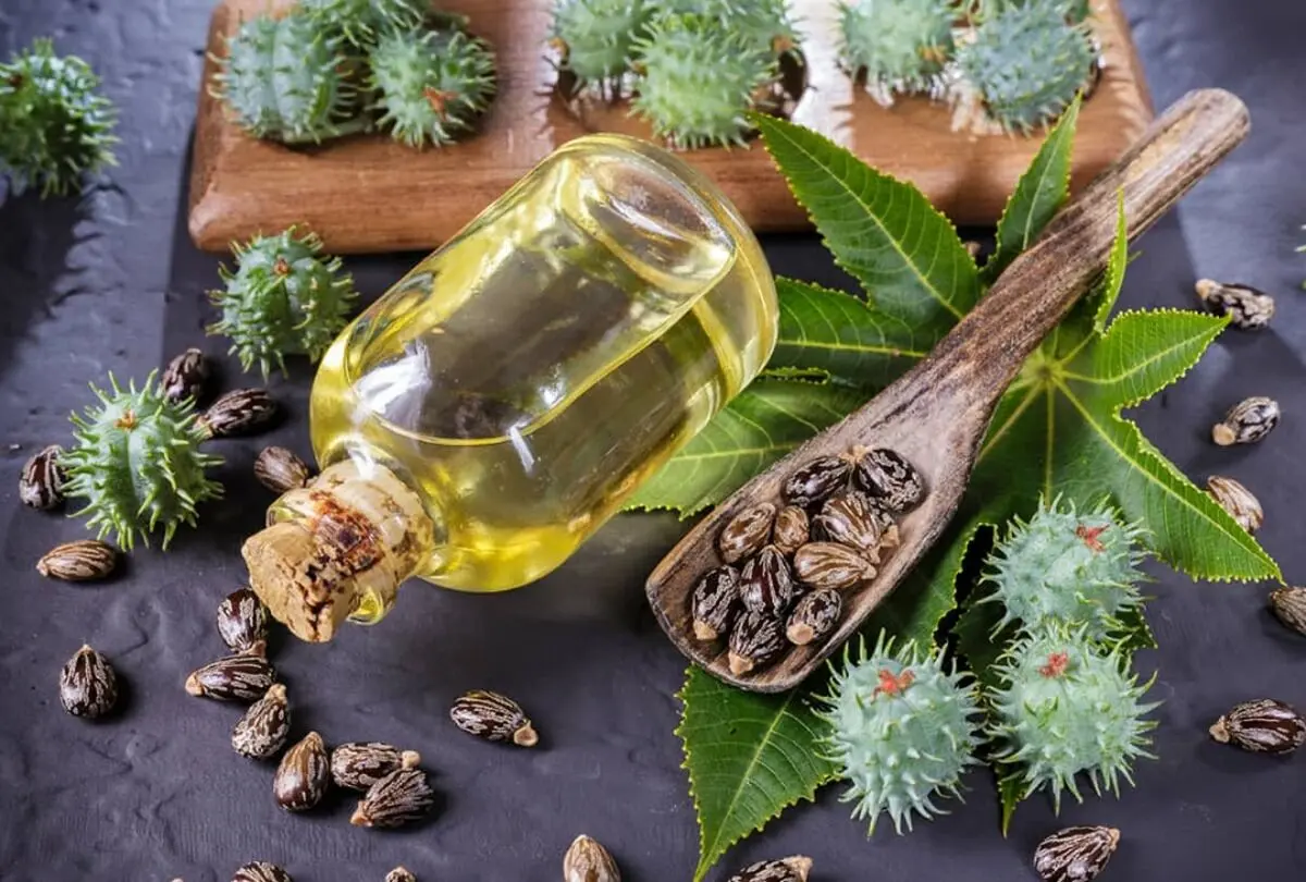 با «کرچک» و فواید «روغن کرچک» آشنا شوید