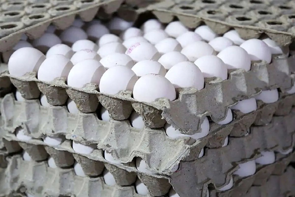 هرشانه تخم مرغ ۵۵ تا ۶۵ هزارتومان