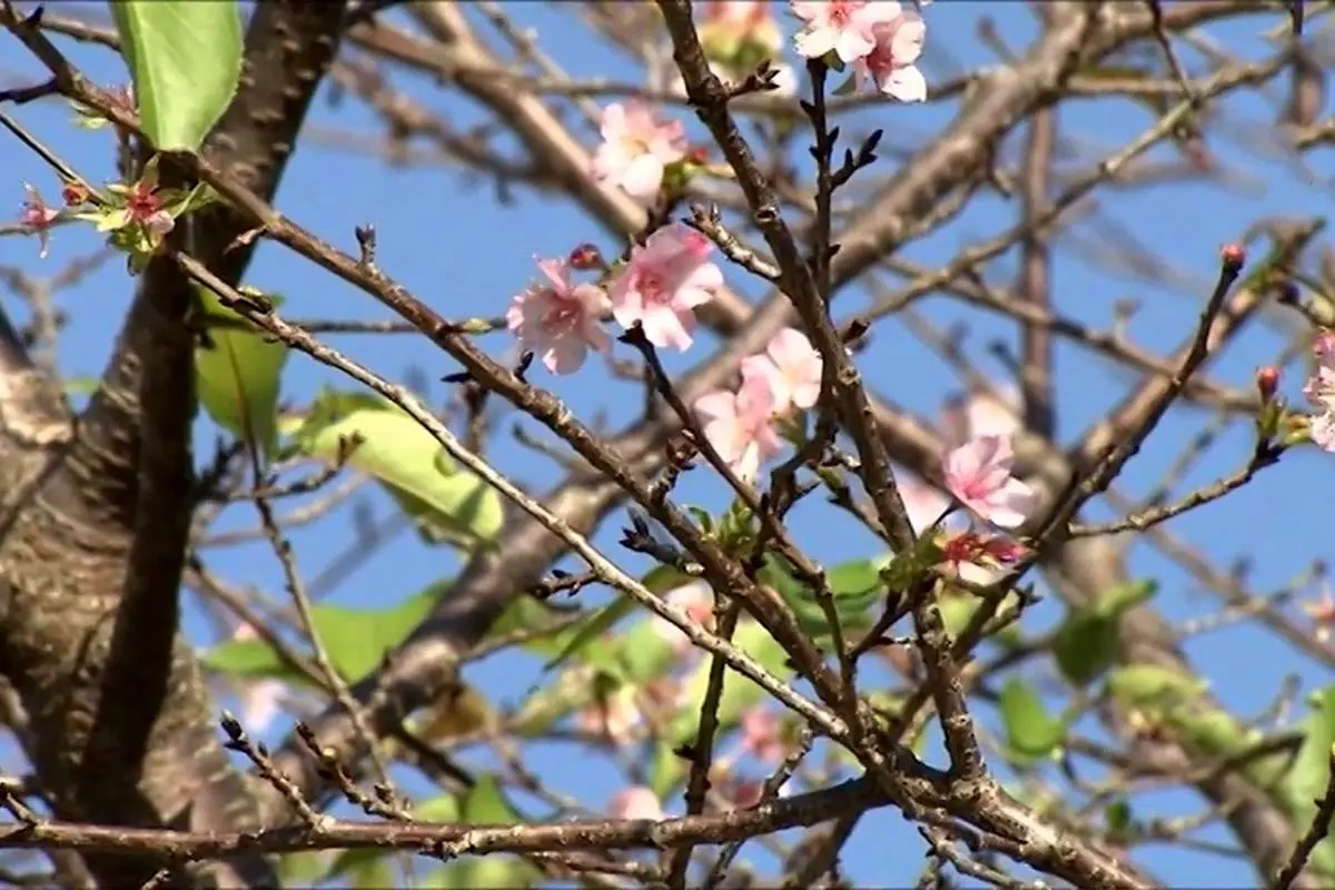 (ویدئو) شکوفه کردن پاییزی درختان گیلاس در ژاپن