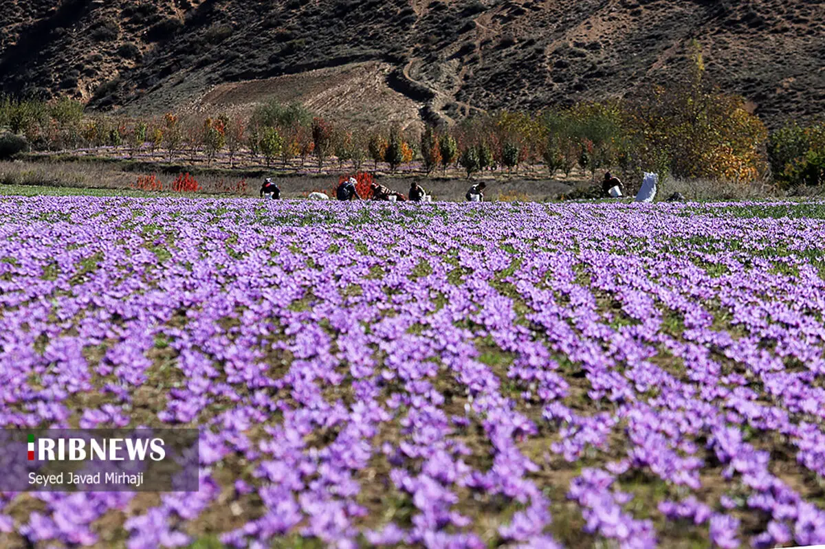 (تصاویر) برداشت زعفران در استان گلستان