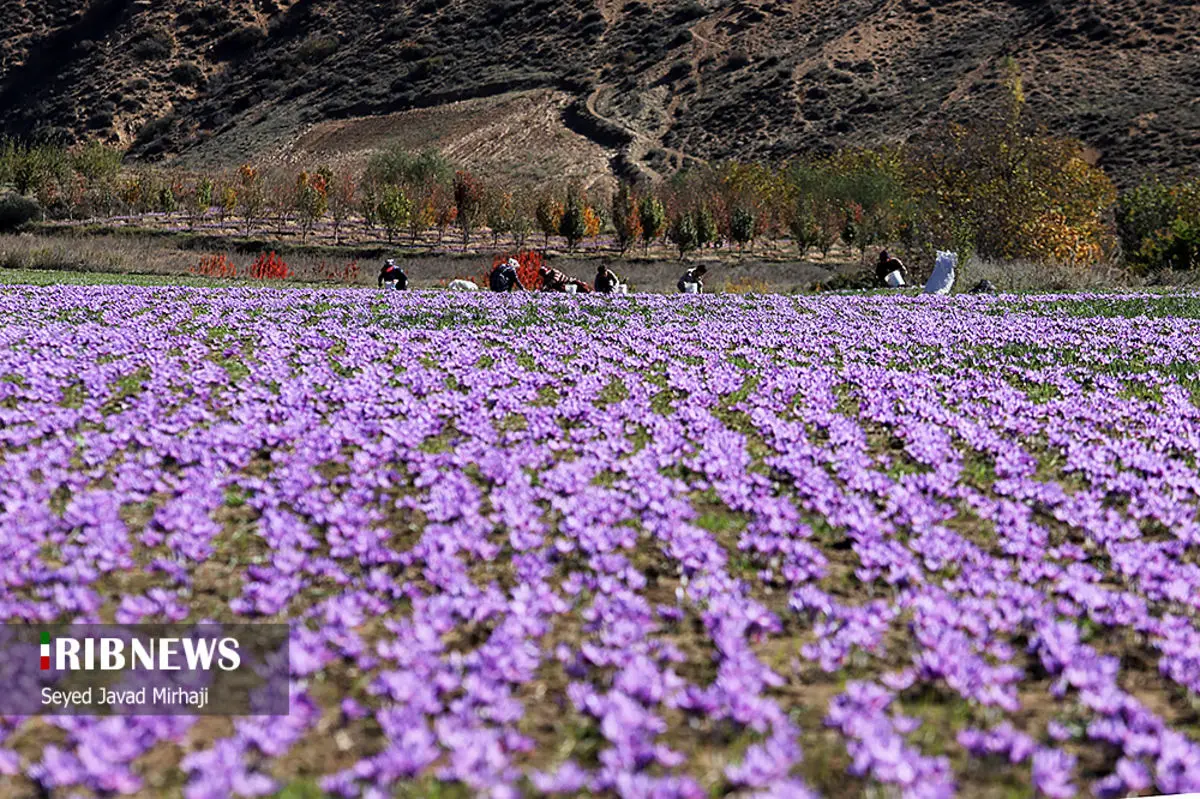 (تصاویر) برداشت زعفران در استان گلستان