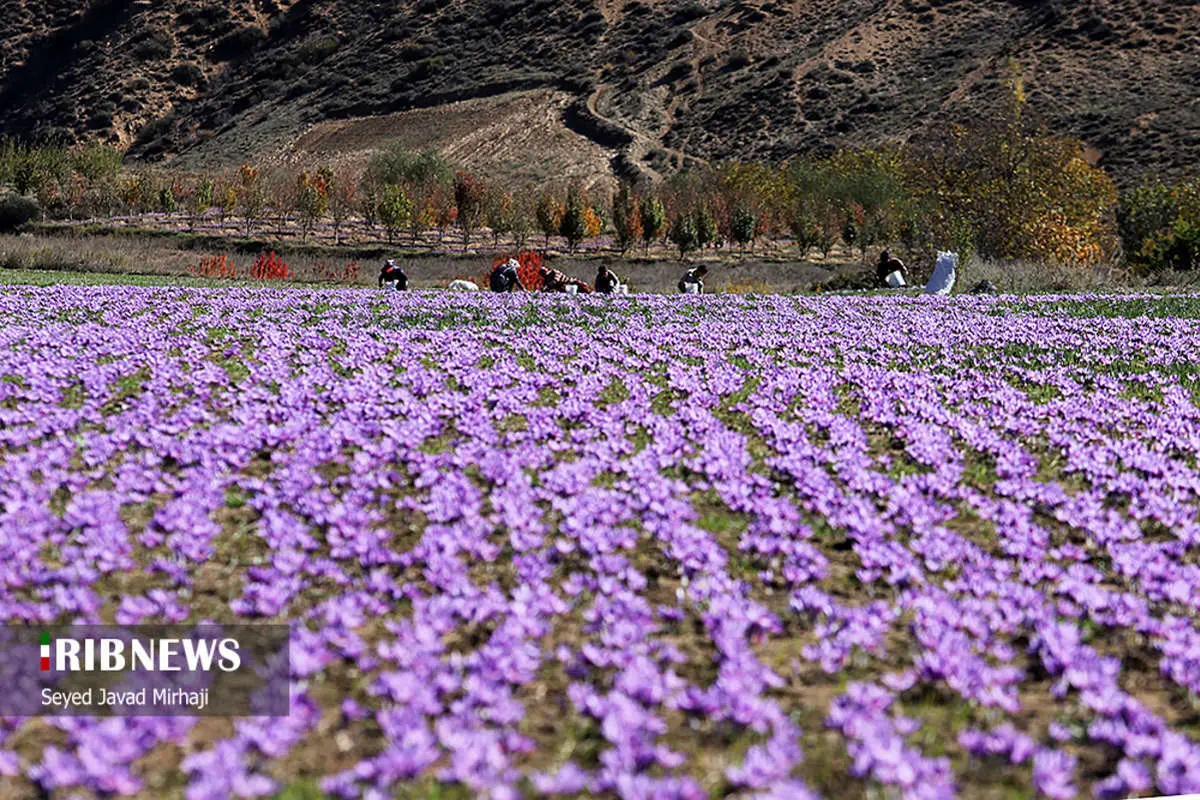 (تصاویر) برداشت زعفران در استان گلستان