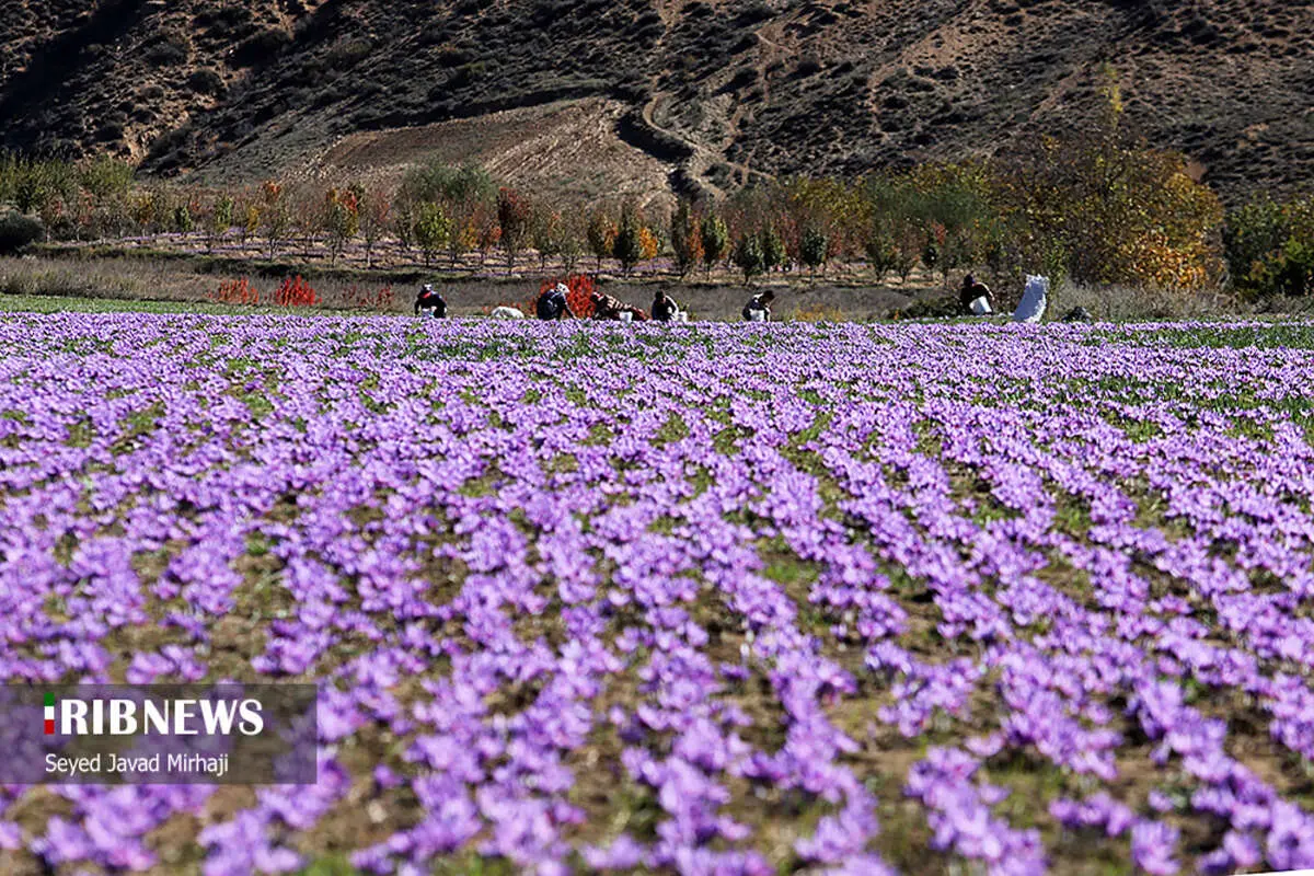 (تصاویر) برداشت زعفران در استان گلستان