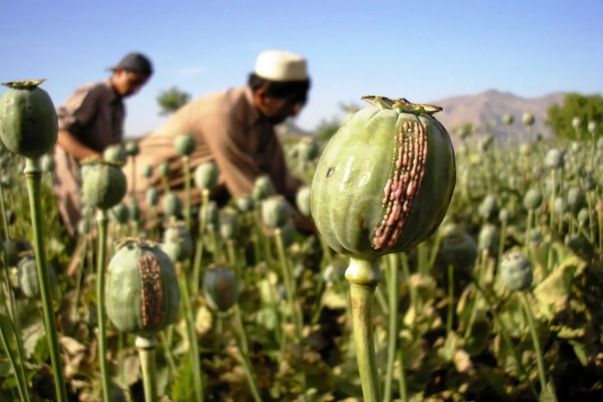 تغییر تجارت تریاک افغانستان، افزایش خطر برای ایران