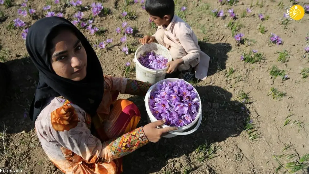 (تصاویر) گزارش رسانه خارجی از زعفران ایران