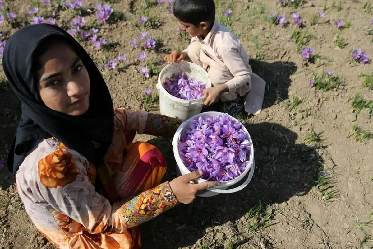 (تصاویر) گزارش رسانه خارجی از زعفران ایران