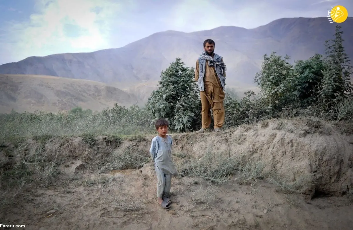 (ویدئو) کشت گسترده ماری‌جوآنا در افغانستان برخلاف ادعای طالبان