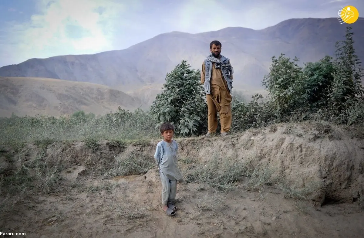 (ویدئو) کشت گسترده ماری‌جوآنا در افغانستان برخلاف ادعای طالبان