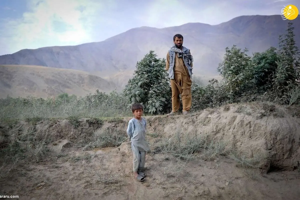 (ویدئو) کشت گسترده ماریجوآنا در افغانستان برخلاف ادعای طالبان