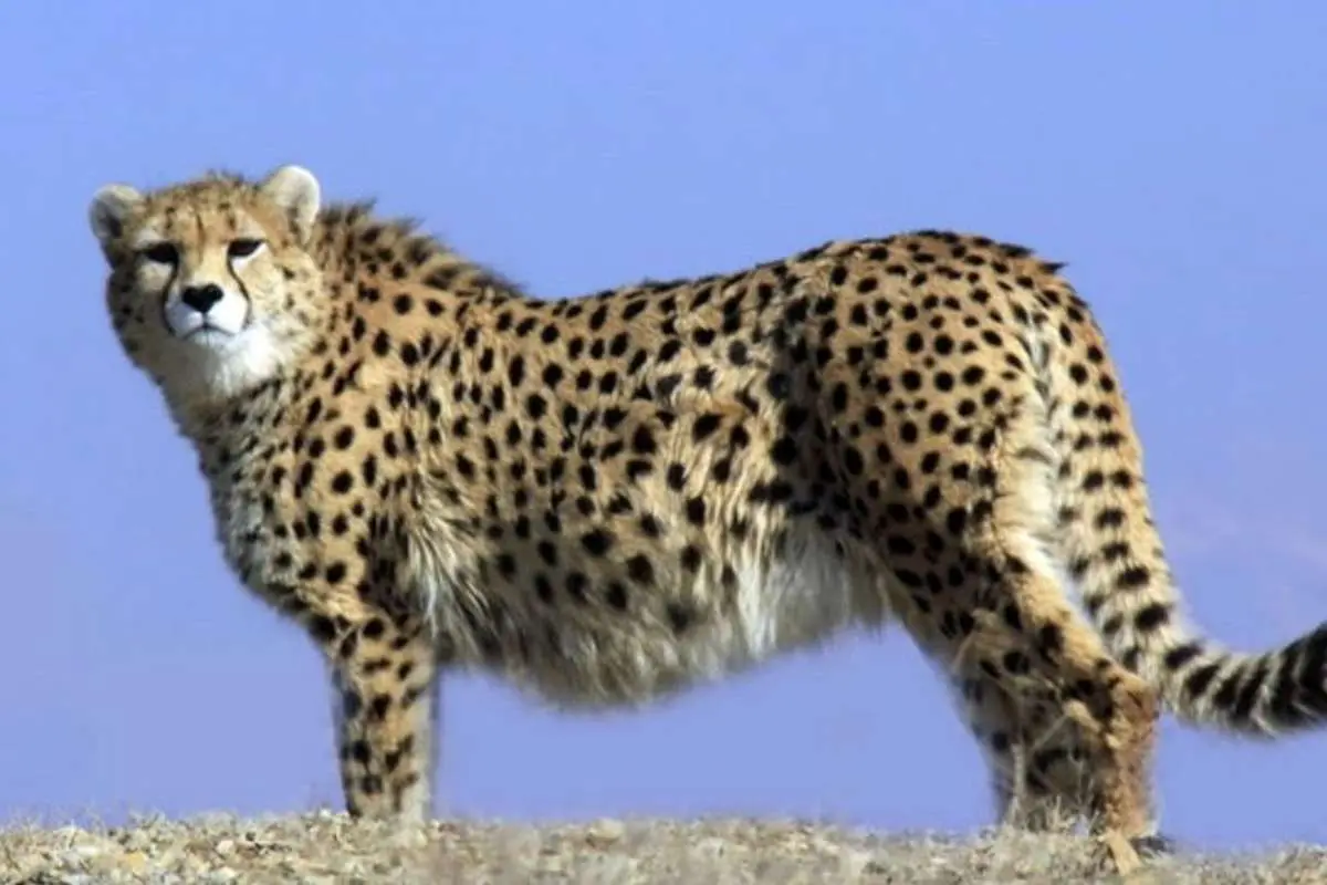 (ویدئو) گذرگاهی برای پلنگ، گراز و روباه در مازندران