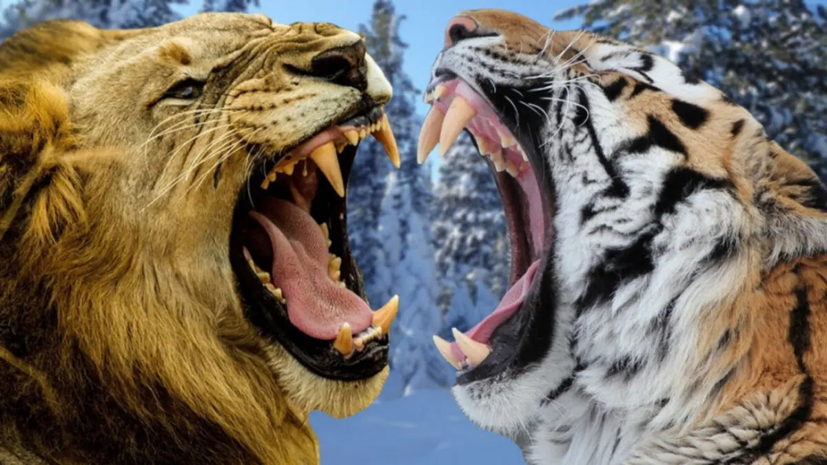 (ویدئو) دعوای ترسناک ببر با شیر غول پیکر