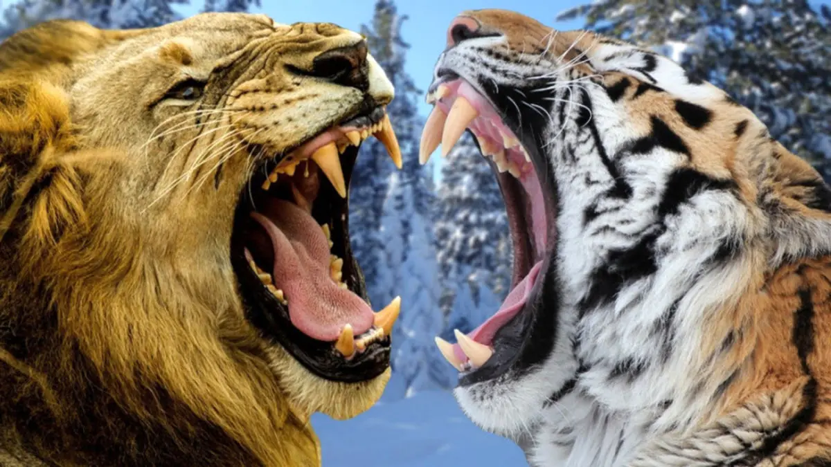 (ویدئو) دعوای ترسناک ببر با شیر غول پیکر