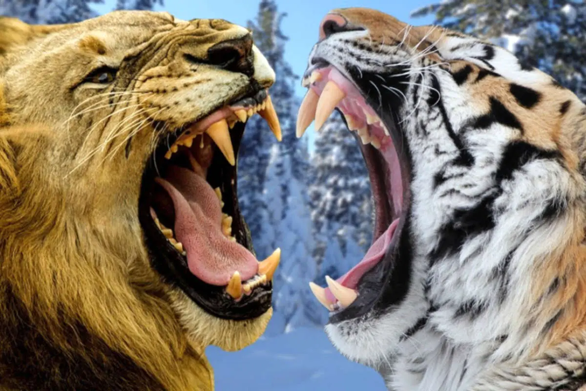 (ویدئو) دعوای ترسناک ببر با شیر غول پیکر