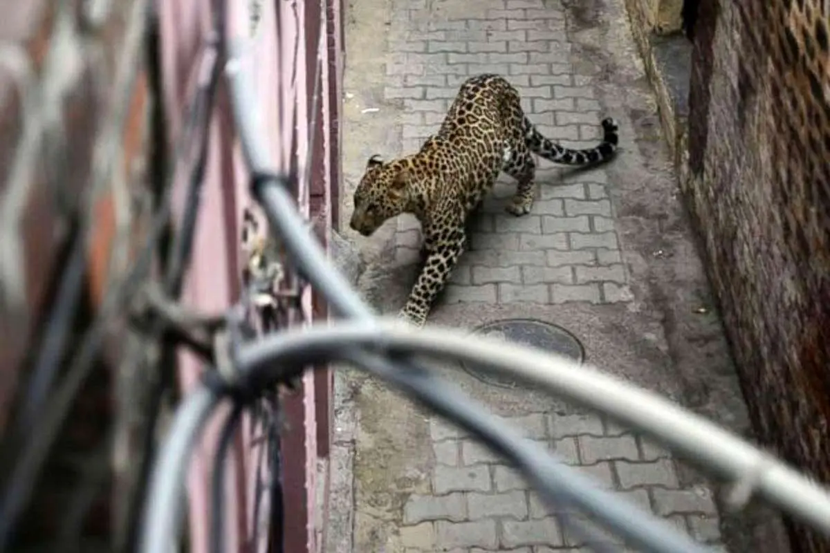 (ویدئو) ورود پلنگ به یک خانه وحشت آفرید!