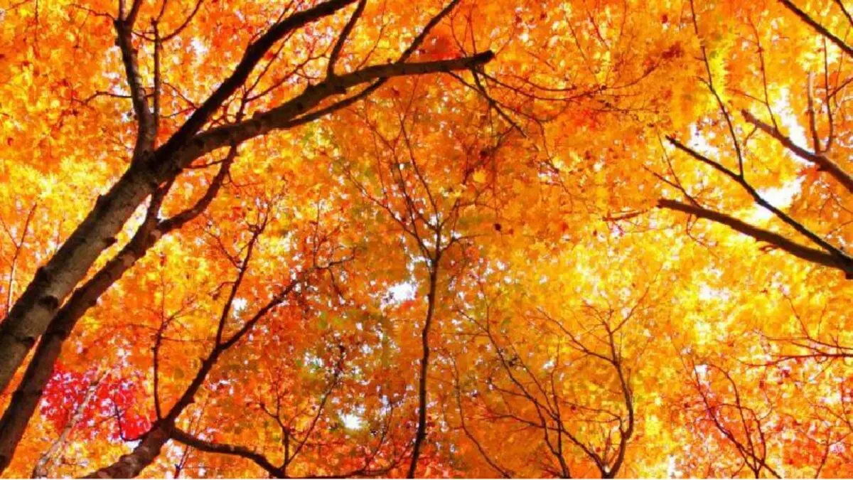 پیش‌بینی وضعیت آب و هوای تهران فردا پنجشنبه ۲۰ آبان ۱۴۰۰