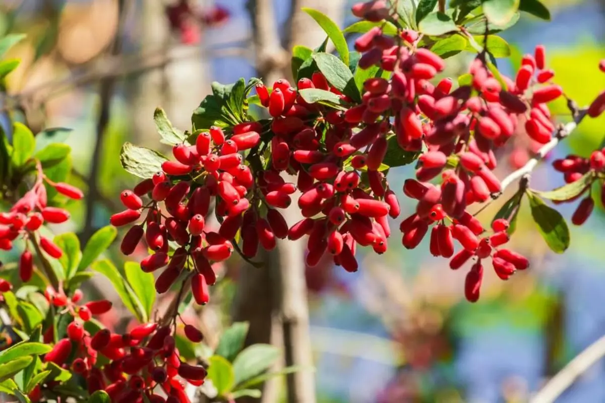 پاکسازی کبد و سم‌زدایی از خون با مصرف زرشک