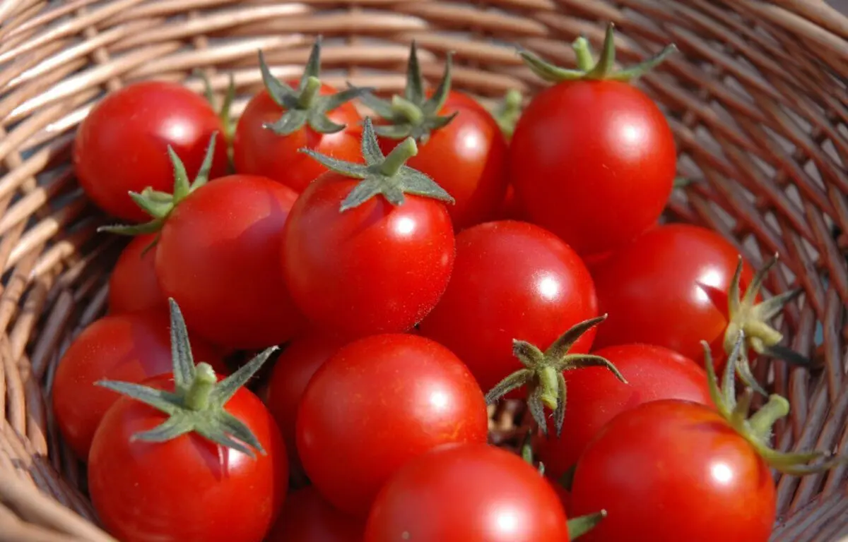 معجزه گوجه فرنگی