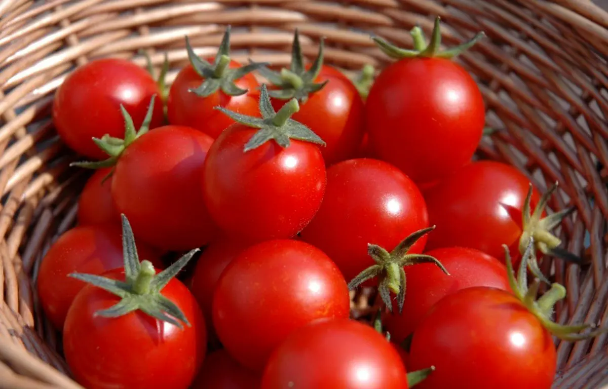 معجزه گوجه فرنگی